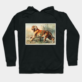 Royal Bengal Tiger (1880) Hoodie